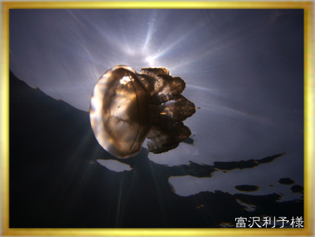 2006水中生物部門第3選 <旅立ち>