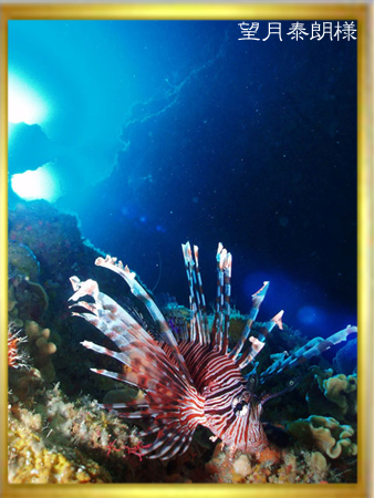 2006水中生物部門第1選 <空から>