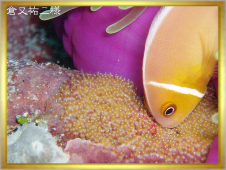 2006水中生物部門第2選 <大きくなれよ>