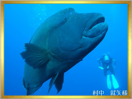 2007水中生物部門第3選 <ダイバーなんてちっちゃい、ちっちゃい>