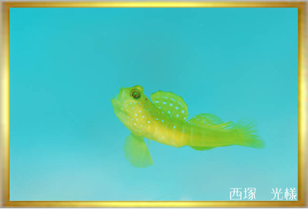 2007水中生物部門第1選 <うりゃ〜 かゆい〜よ>