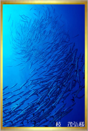 2007水中生物部門第2選 <昇流−バラクーダ−>