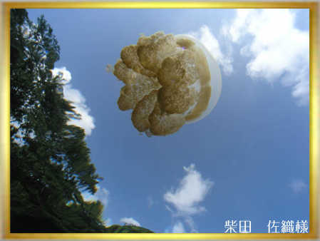 2007水中生物部門第3選 <オレンジの飛行物体>