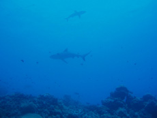 猩グ2CSharkƊCʂzIłBVXƉjłĂȐE񂾂Ɠ킩痣ꂽułB