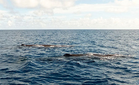 マッコウクジラ