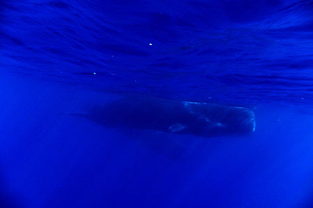 マッコウクジラ