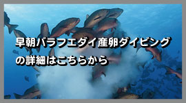 �o���t�G�_�C�̎Y���_�C�u�ڍ�